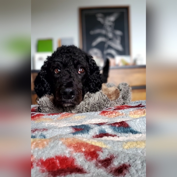 Meet your Posher, Sabrina - Picture 5 of 8